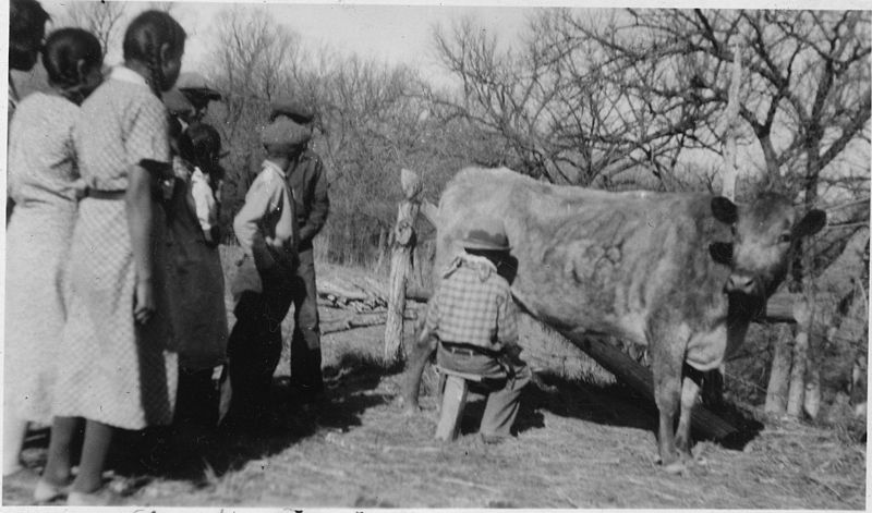 File:Students at Brave Heart Day, Porcupine, SD, School learn to milk a cow - NARA - 285483.jpg