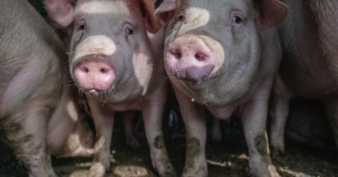 humanely raised, image of two pigs on transport truck