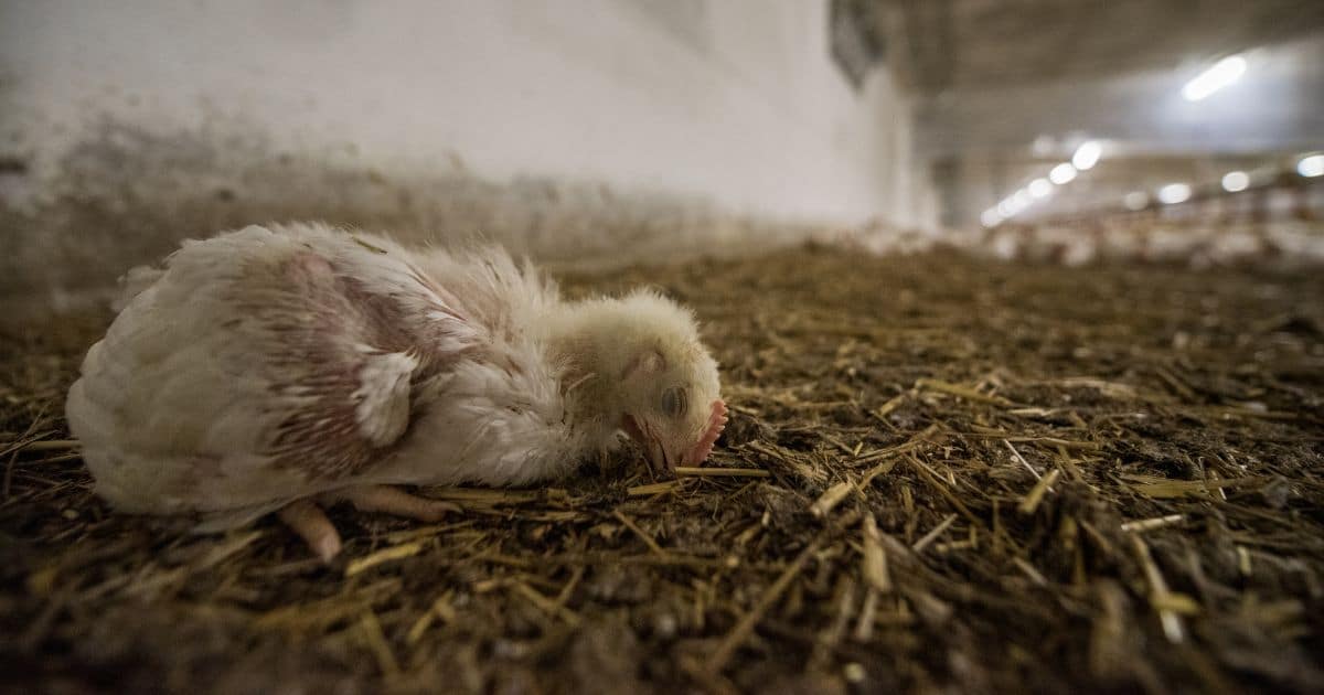 A chick lays dying on a factory farm