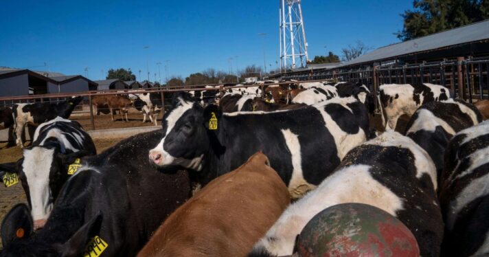 Dairy cows at UC Davis