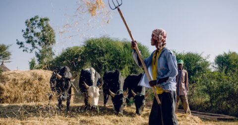 Farmers in Ethiopia training cows to