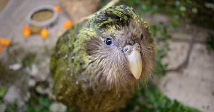 Kākāpō at Dunedin Wildlife Hospital