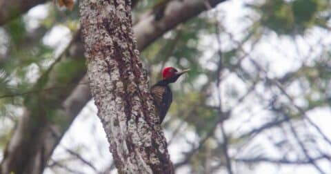 A bird in a tree