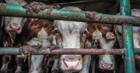 Close up of dirty cows